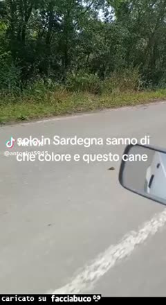 Gif Animata