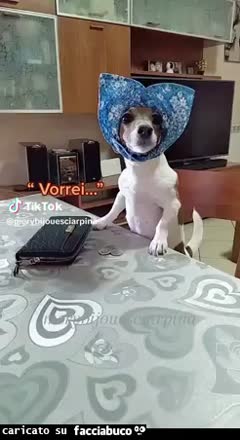 Gif Animata