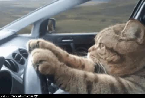 gif animata