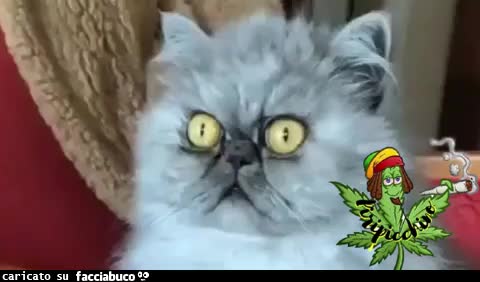 Gif Animata