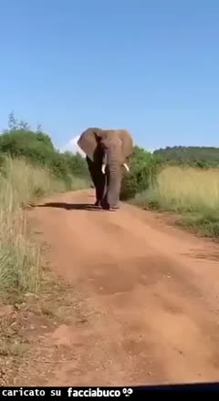 Gif Animata