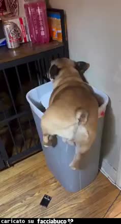 gif animata
