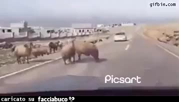 Gif Animata