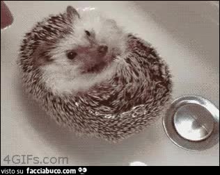 gif animata