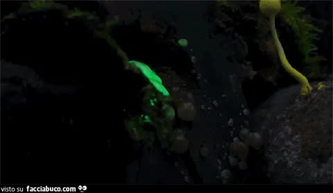 gif animata