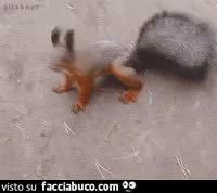 gif animata