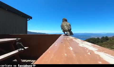 gif animata
