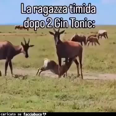 Gif Animata