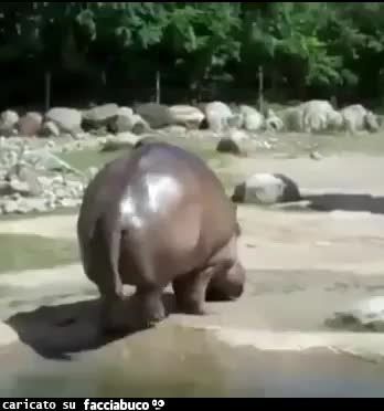 gif animata