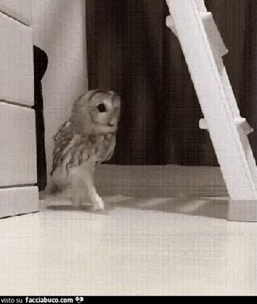 gif animata