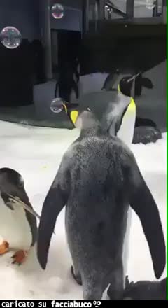 Giornata Mondiale del Pinguino