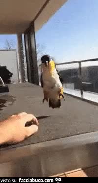 gif animata