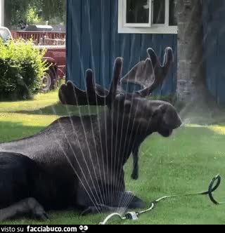 gif animata
