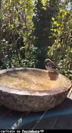 Gif Animata