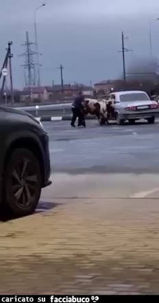 Gif Animata