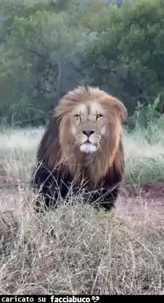 Gif Animata