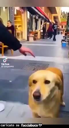 gif animata