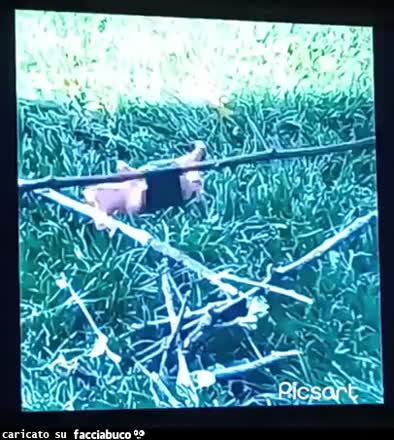 Gif Animata
