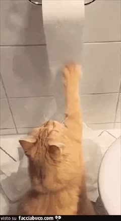 gif animata