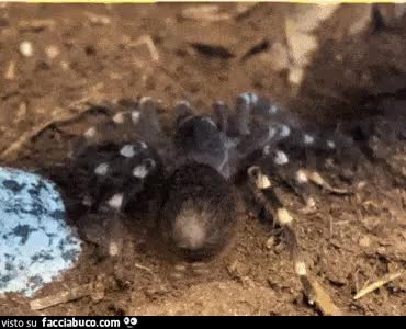 gif animata