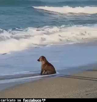 gif animata