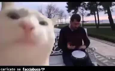 Gif Animata