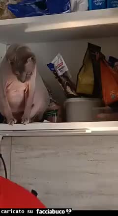 Gif Animata