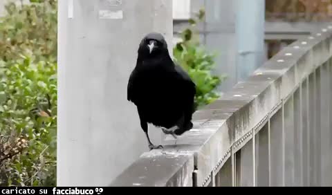 gif animata