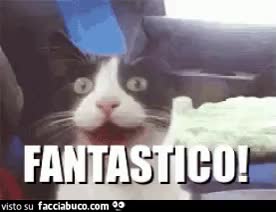 gif animata