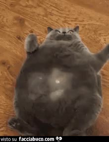 gif animata