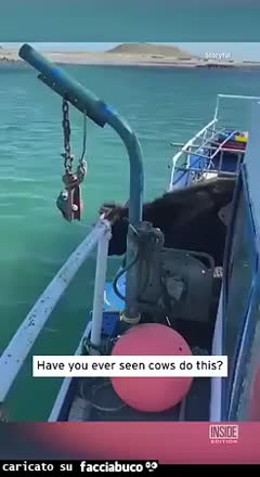 gif animata