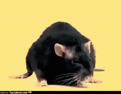 gif animata
