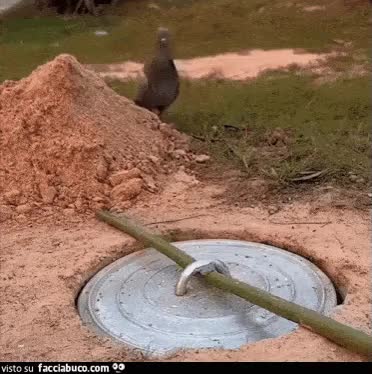 gif animata