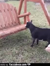 gif animata