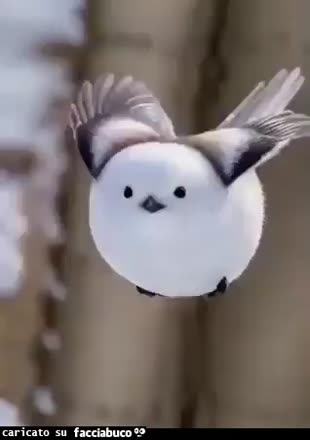 Gif Animata