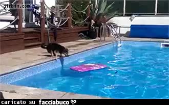 Gif Animata