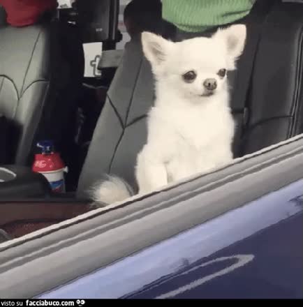 gif animata