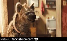 gif animata
