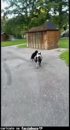 gif animata