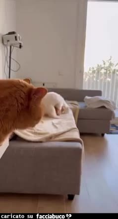 gif animata