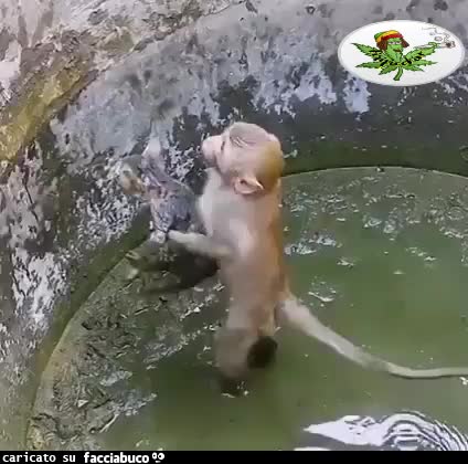 Gif Animata