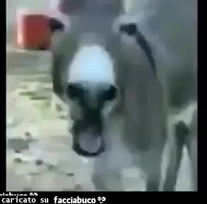 gif animata