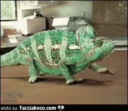 gif animata