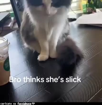 Gif Animata