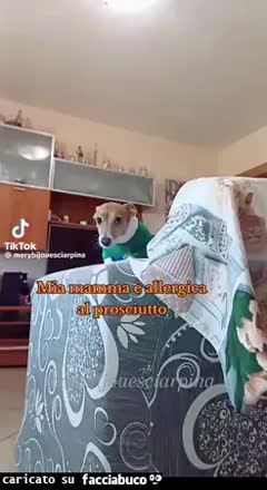 Gif Animata