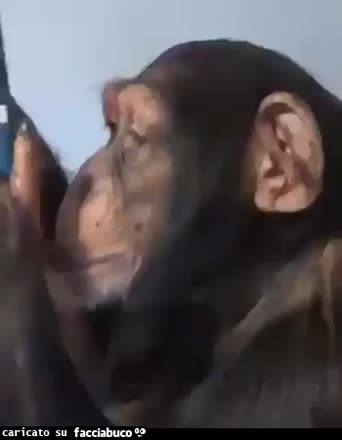 gif animata