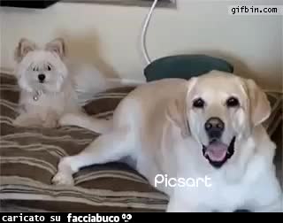 Gif Animata