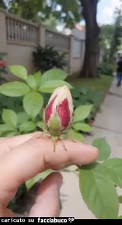 Gif Animata