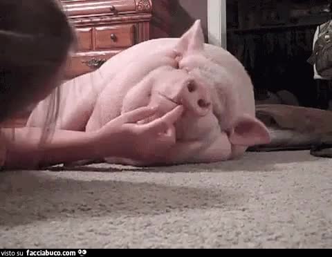 gif animata