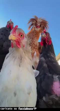 gif animata